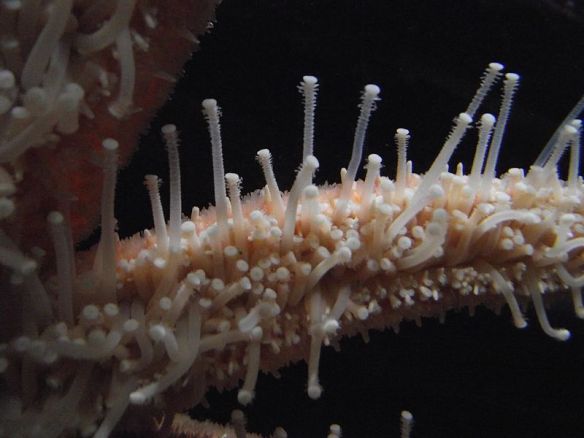 Tube feet of the starfish, Pycnopodia helianthoides  (source)