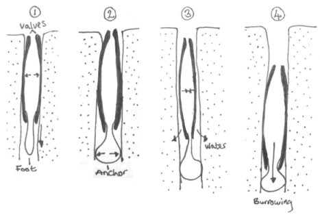 A bivalve’s guide to burrowing: (1) push valves out against the sand and extend your foot downwards, (2) inflate your foot to create an anchor, (3) close your valves to release water and create a quicksand through which you can move, and (4) contract your muscle and glide through this fluidised sediment. Repeat several times to escape any danger and you should flee successfully at a rate of ~1 cm/s.