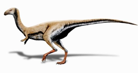 Limusaurus reconstruction (source)