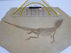 Alligatorellus beaumonti, holotype specimen. Copyright: Bavarian State Collection, Munich