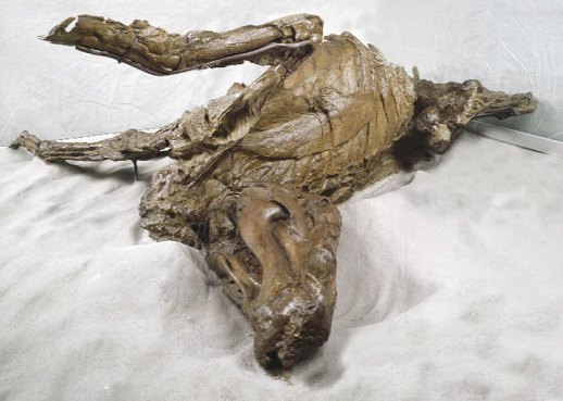 One of the infamous dinosaur mummies, a hadrosaur entombed in the flesh for 70 million years. (source)