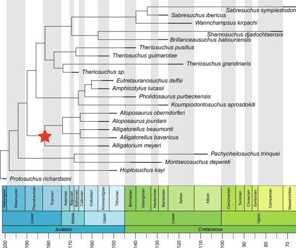 Phylogeny of Atoposauridae (red star) and related species