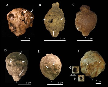Fig. 4 Various specimens exhibiting pathological fossil traces (PLoS)
