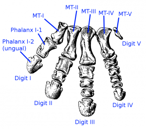 Bones in a dinosaur foot! (Source)