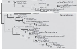 Tree from Lee and Worthy using Maximum Likelihood to show that Archaeopteryx is the most basal avialan