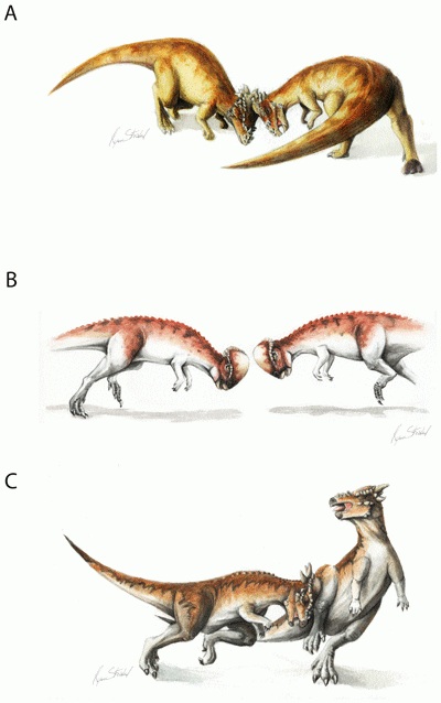 Fig.2 Several plausible combat scenarios between pachycephalosaurs. A is bison-like shoving, B is more collisional clashing, C is broadside butting (PLoS)