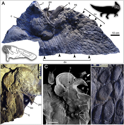 A. Preserved elements of specimen, B. Close-up of skull, C. x-ray of skull, showing interior of comb, D. Close-up of neck scales 9c = comb structure) (source)